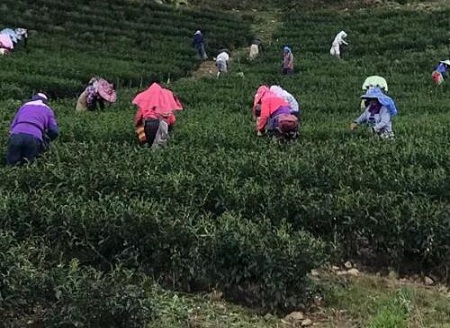 Tea picking season