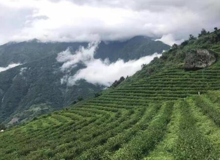 台灣高山茶園